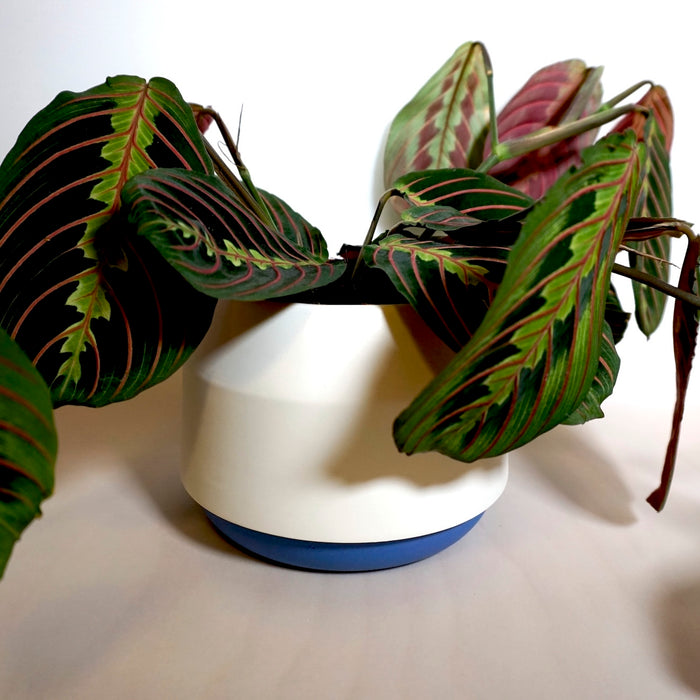 a blue and white planter by Duck Ceramics with a prayer plant. 