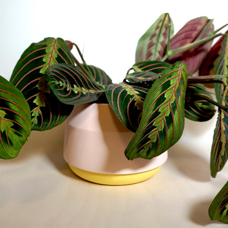 a pink and yellow porcelain planter with a prayer plant. 