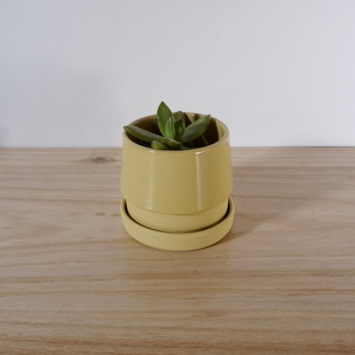 citron yellow planter with a saucer and a small succulent peeking out the top. 