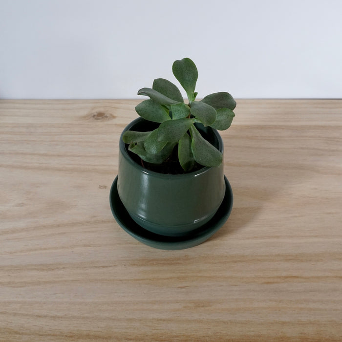 forest green planter with a plant on a wooden table. 