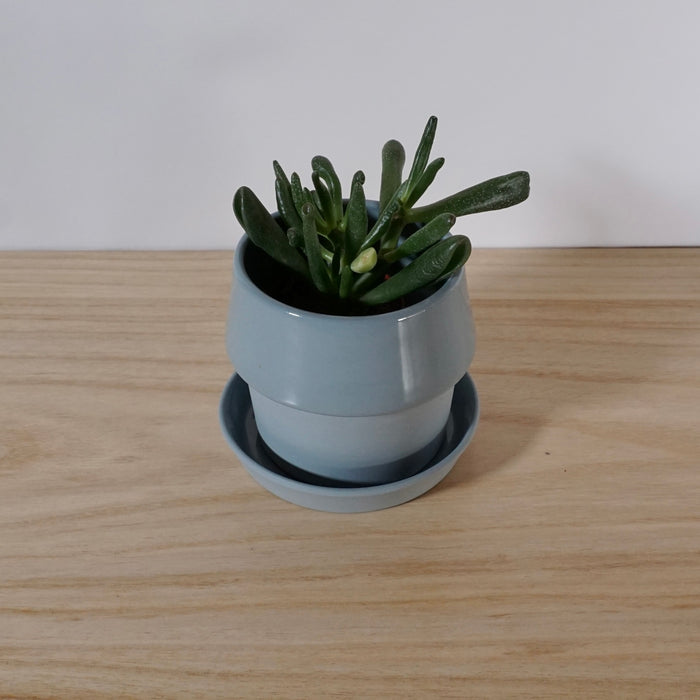 blue planter with a succulent on a wooden table. 