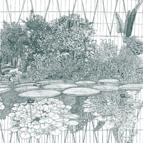 Greenhouse Waterlily