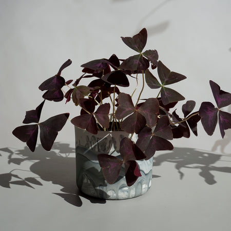 a red oxalis plant in a handmade porcelain planter
