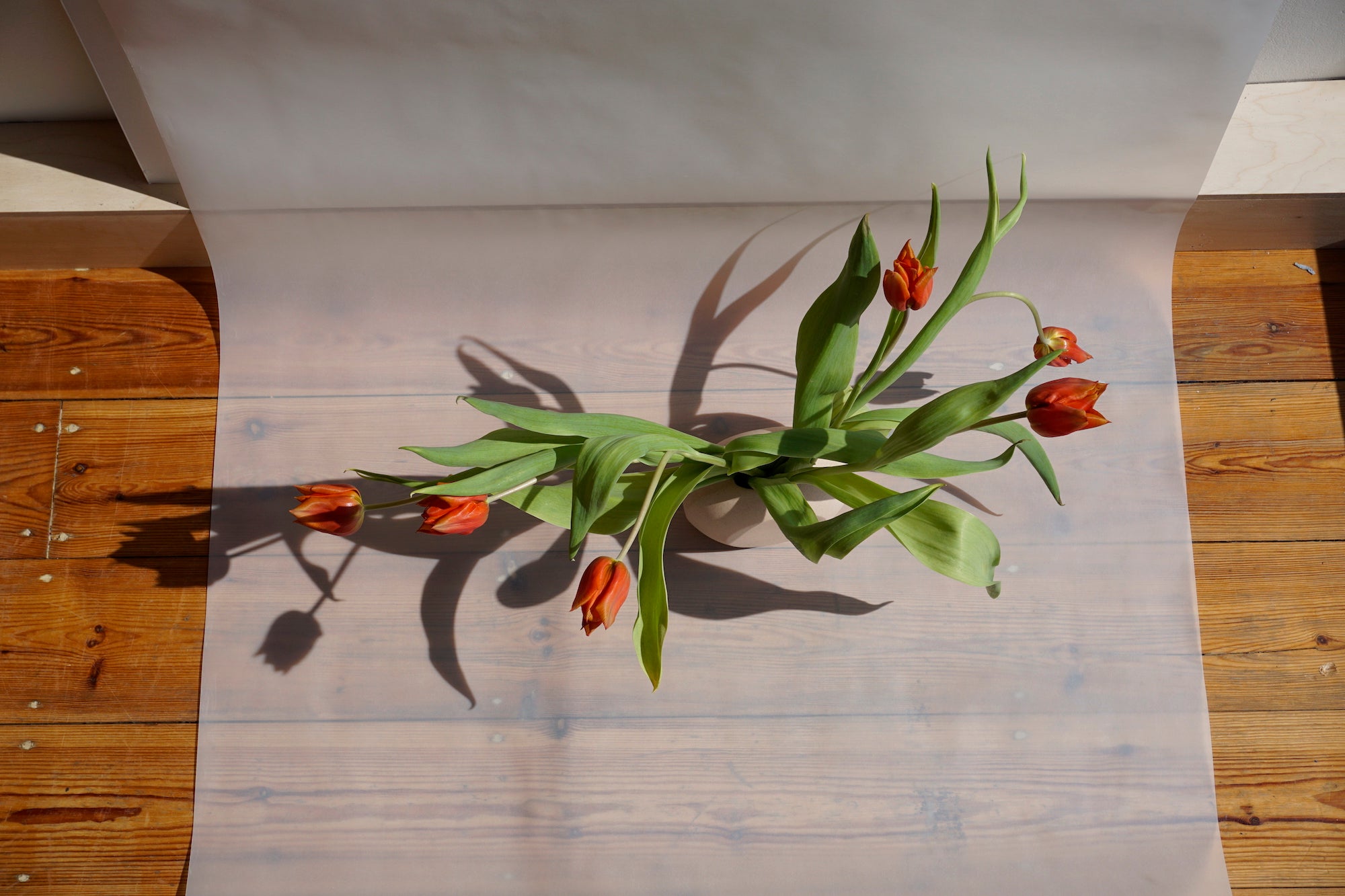 red tulips in a pink vase in the sunlight on the floor. 