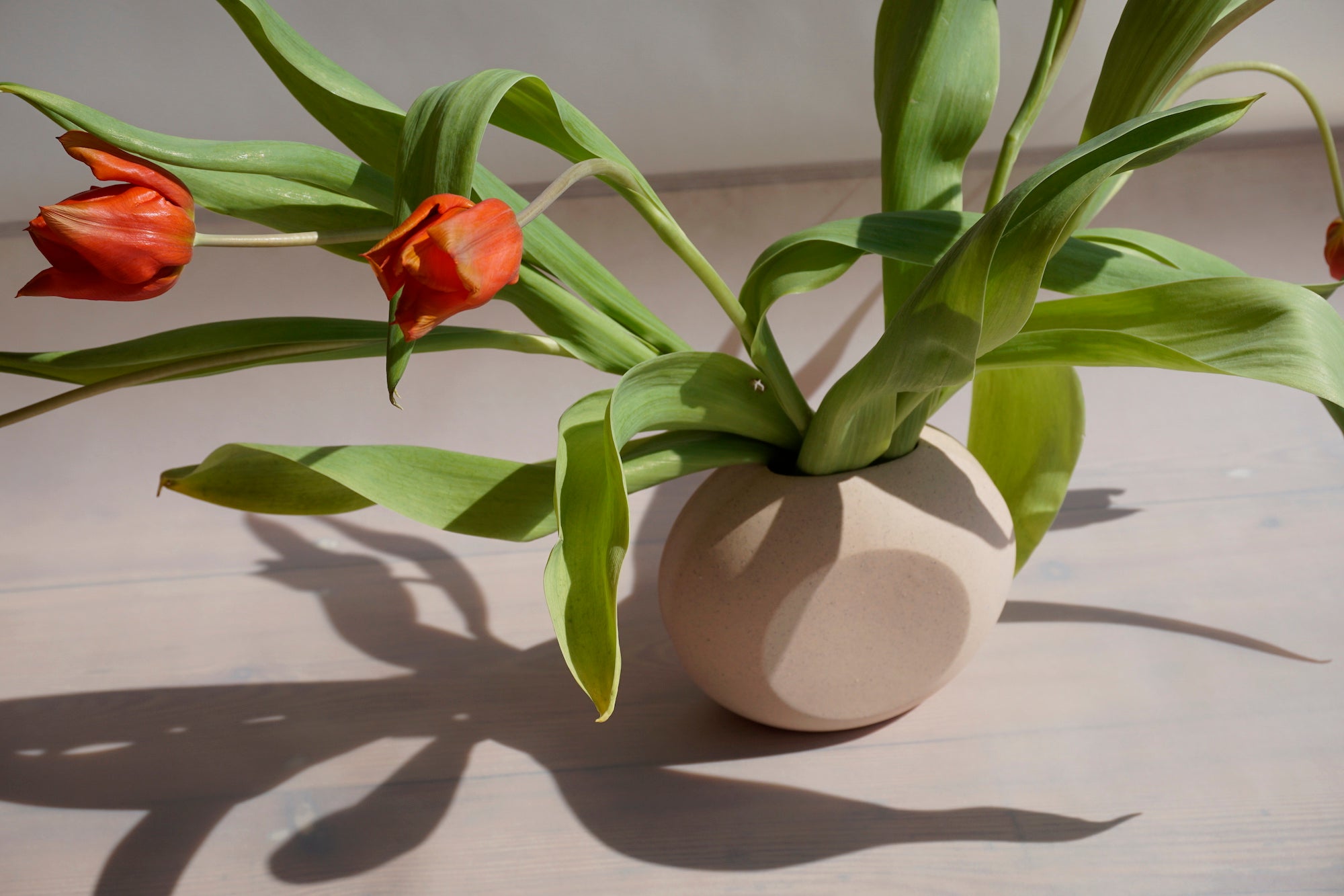 a light pink geometric vase with proud red tuplis sitting in bright sunshine. 